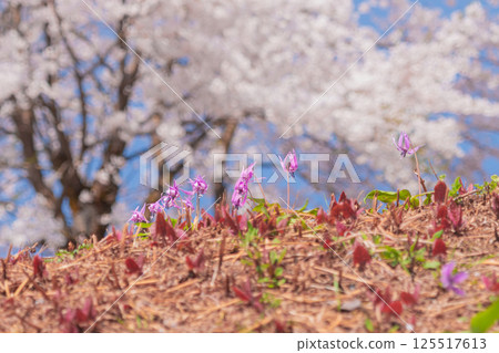 A collaboration between cherry blossoms and dogtooth violets A collaboration between cherry blossoms and dogtooth violets 125517613