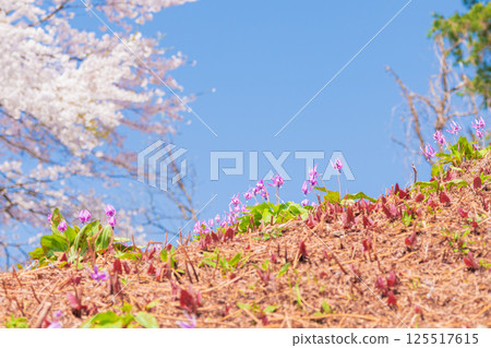 櫻花與紫羅蘭的結合 125517615