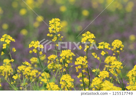 Rape blossoms spread all over Rape blossoms shining in the spring light 125517749
