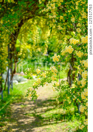 Climbing roses shining in the early summer sunlight at Ashiyahama Beach in Ashiya City, Hyogo Prefecture Climbing roses shining in the early summer sunlight at Ashiyahama Beach in Ashiya City, Hyogo Prefecture 125517763