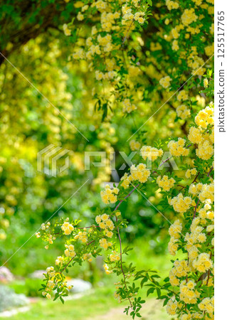 Climbing roses shining in the early summer sunlight at Ashiyahama Beach in Ashiya City, Hyogo Prefecture 125517765