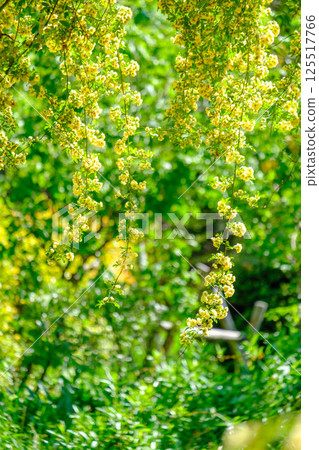 兵庫縣蘆屋市蘆屋濱的藤本月在初夏的陽光下熠熠生輝 125517766