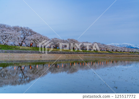 （富山縣）旭船川畔：燈光璀璨的櫻花與北阿爾卑斯的白雪 125517772