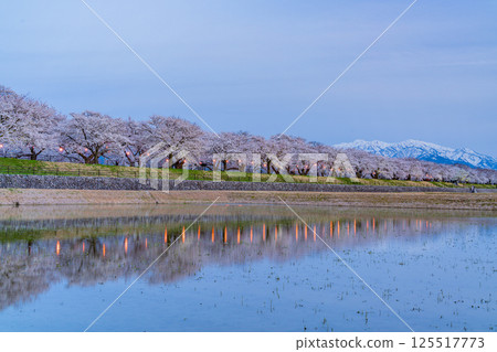 (Toyama Prefecture) Asahifune Riverside: Illuminated cherry blossoms in full bloom and snow on the Northern Alps 125517773