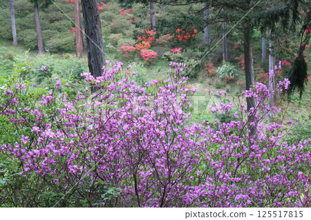 Mitsuba Azalea 125517815