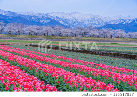 (Toyama Prefecture) Asahifune Riverside: Illuminated cherry blossoms in full bloom and snow on the Northern Alps (Toyama Prefecture) Asahifune Riverside: Illuminated cherry blossoms in full bloom and snow on the Northern Alps 125517837