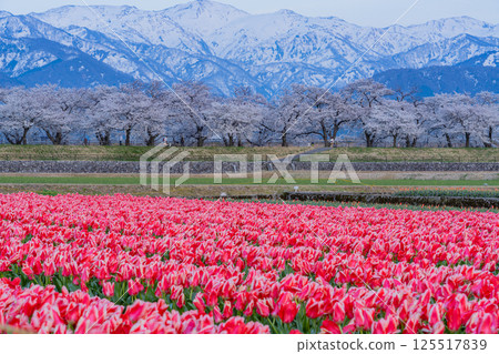 （富山縣）船川朝日《春之四重奏》 125517839