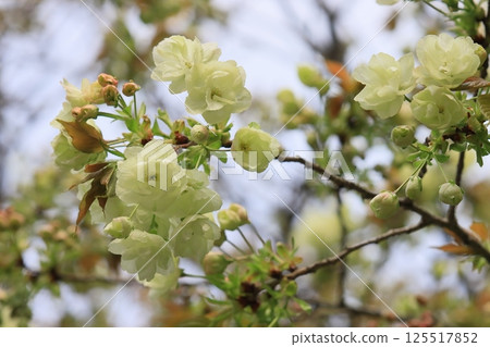 鬱金櫻花 鬱金櫻花是一種開淡綠色花朵的櫻花樹。 125517852
