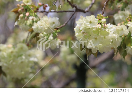Ukon Sakura Ukon Sakura is a cherry tree that has pale green flowers. Ukon Sakura Ukon Sakura is a cherry tree that has pale green flowers. 125517854