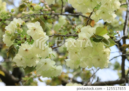 Ukon Sakura Ukon Sakura is a cherry tree that has pale green flowers. 125517855