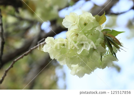 Ukon Sakura Ukon Sakura is a cherry tree that has pale green flowers. Ukon Sakura Ukon Sakura is a cherry tree that has pale green flowers. 125517856
