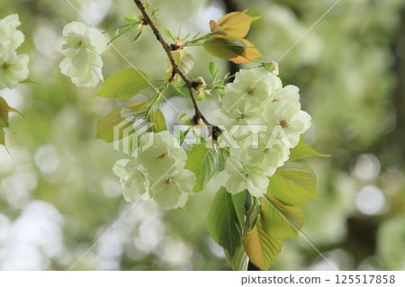 Ukon Sakura Ukon Sakura is a cherry tree that has pale green flowers. 125517858