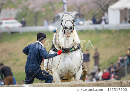 東北挽馬大賽：挽馬與障礙協助 125517890