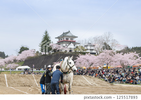 Tohoku Draft Horse Competition Draft Horses and Assistance 125517893