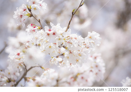 花岡山公園的櫻花 125518007