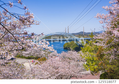 Spring scenery of Shinsaikai Bridge surrounded by cherry blossoms and blue skies Spring scenery of Shinsaikai Bridge surrounded by cherry blossoms and blue skies 125518077