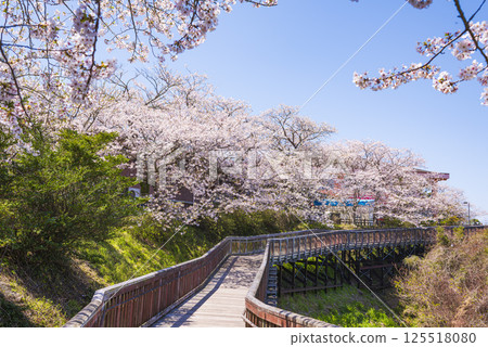 The walk deck at Saikaibashi Park lined with cherry blossom trees 125518080