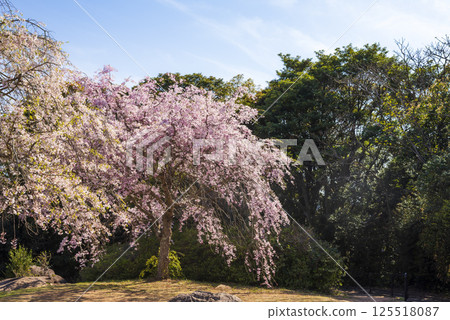 天海峰公園的垂枝櫻花與藍天交相輝映的春天美景 125518087