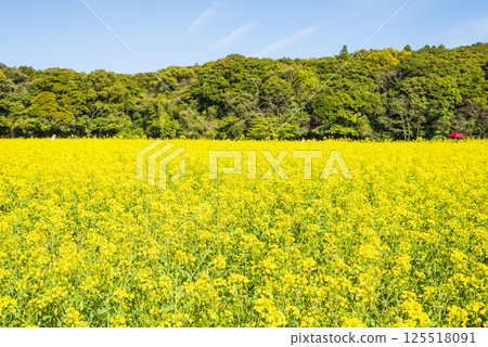 天海峰公園的春日油菜花田 天海峰公園的春日油菜花田 125518091