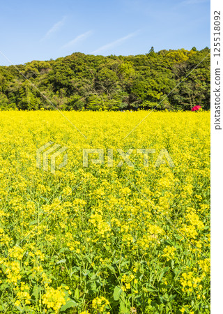Spring scenery of rapeseed fields spreading across Tenkaiho Park 125518092