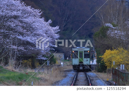 The first train of the Kiha 110 series diesel car arrives on the Koumi Line early in the morning, with cherry blossoms in full bloom waiting. Photographed on April 19, 2025 125518294