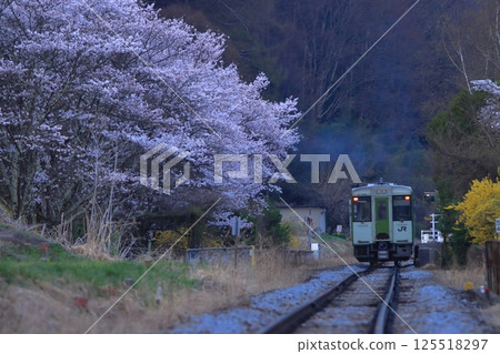 清晨，KIHA 110 系列柴油車的第一班列車抵達小海線，盛開的櫻花正等著您。拍攝於2025年4月19日 125518297