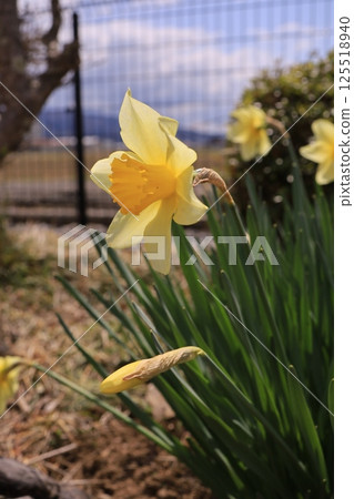 Trumpet Daffodils 125518940
