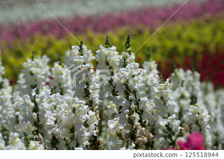 Colorful summer flower field 125518944