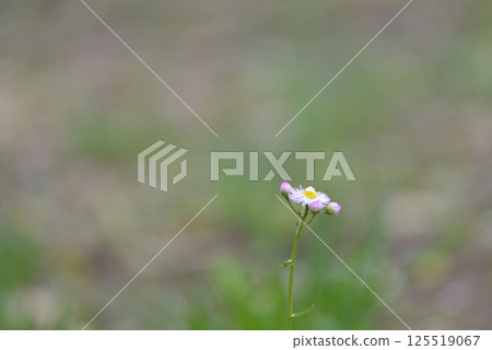 白花 白花 125519067