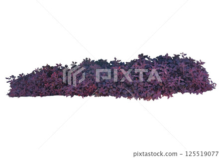 Iresine diffusa plant also known as Jubas bush Iresine diffusa plant also known as Jubas bush 125519077