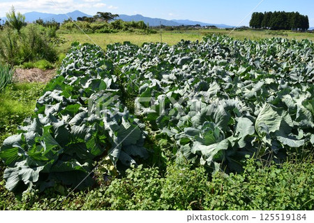 白菜田 山形縣莊內市 125519184