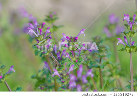 唇形科一年生開花草本植物,Lamium amplexicaule。淡粉色唇形花。 唇形科一年生開花草本植物,Lamium amplexicaule。淡粉色唇形花。 125519272