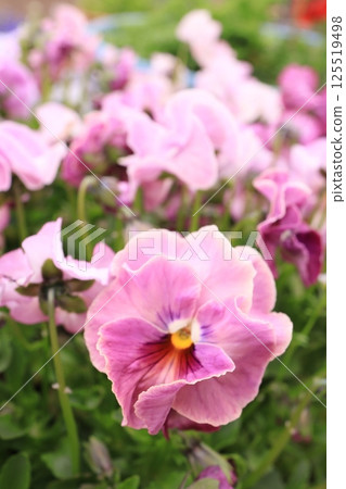 Pansy in full bloom 125519498