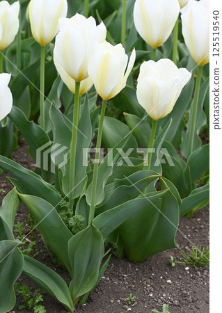 高崎市希望之丘農場花壇中拍攝的鬱金香 125519540