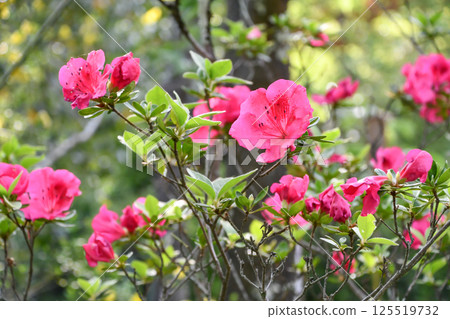 Horiuchi winter-blooming azalea Horiuchi winter-blooming azalea 125519732