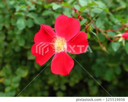 Single flat-flowered red meidiland Single flat-flowered red meidiland 125519936
