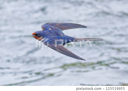 Swallows flying over the water Swallows flying over the water 125519955
