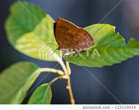 A warm-climate butterfly, Lycaenidae, purple hairstreak, resting on a oak leaf A warm-climate butterfly, Lycaenidae, purple hairstreak, resting on a oak leaf 125520034