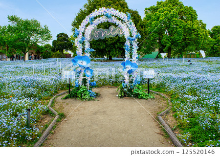 Nemophila flowerbed at Toneri Park in Adachi Ward, Tokyo 125520146