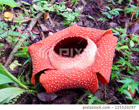 婆羅洲亞庇的大王花 2 125520297