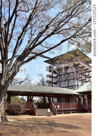 Kawasaki City Ikuta Ryokuchi Masugatayama Observatory with fresh greenery and cherry blossoms in full bloom 125520524