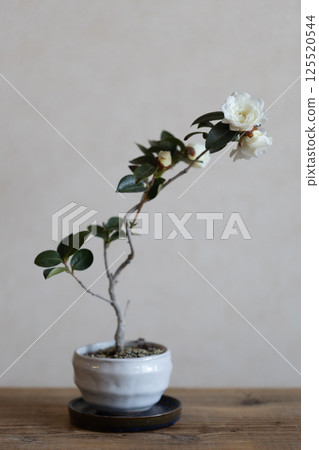 White camellia bonsai 125520544