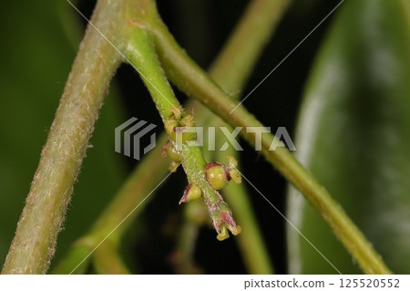 自然植物 Quercus glauca，新芽腋生的花序上長出幾朵雌花 125520552