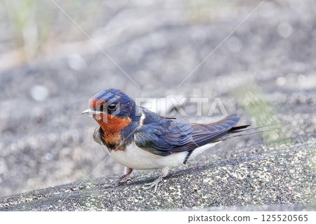 Swallows on the ground Swallows on the ground 125520565