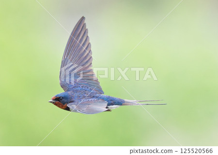 Swallows flying against a backdrop of fresh greenery Swallows flying against a backdrop of fresh greenery 125520566