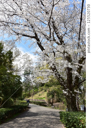川崎市：生田綠地通往益山展望台和七草嶺的岔路口，以及盛開的櫻花樹 125520730