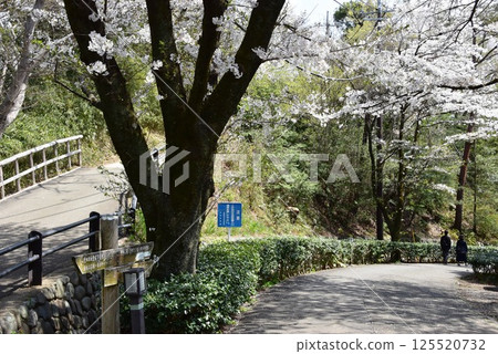 Kawasaki City: The fork leading to the Masugatayama Observatory and Nanakusa Pass in Ikuta Ryokuchi, and a row of cherry trees in full bloom 125520732