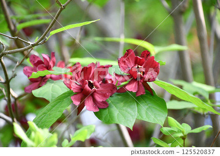 紅花蠟梅 紅花蠟梅 125520837
