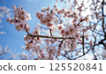 梅花（白梅） 125520841