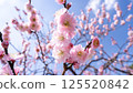 梅花（白梅） 125520842
